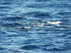 Physeter macrocephalus
