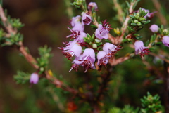 Erica manipuliflora