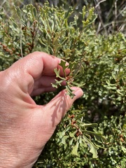 Morella quercifolia