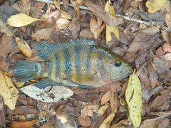 Mayaheros urophthalmus