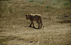 Panthera leo melanochaita