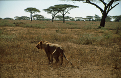 Panthera leo melanochaita