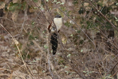 Centropus superciliosus burchellii