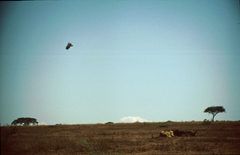 Panthera leo melanochaita