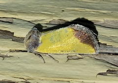Stiria blanchardi