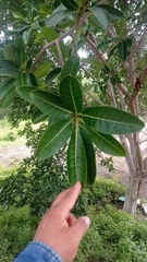 Ficus insipida