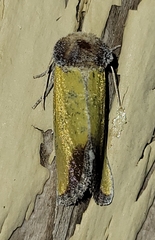 Stiria blanchardi