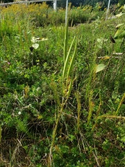 Asclepias verticillata