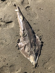 Pseudobatos productus