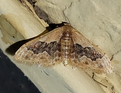 Idaea gemmata