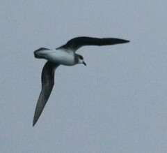 Pterodroma mollis
