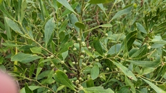 Ilex