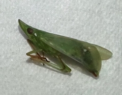 Rhynchomitra microrhina