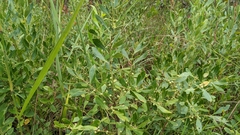 Ilex