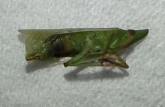 Rhynchomitra microrhina