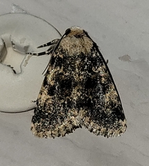 Noctuinae
