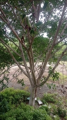Ficus insipida