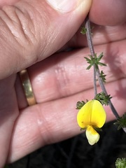 Aspalathus retroflexa