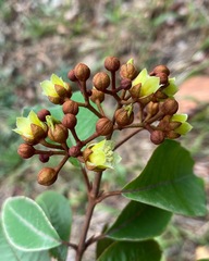 Vismia guianensis