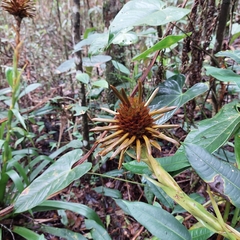 Guzmania triangularis