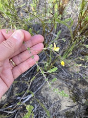 Aspalathus retroflexa