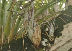 Tillandsia flexuosa