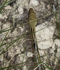 Bogertophis subocularis subocularis