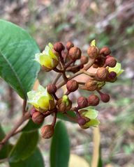 Vismia guianensis
