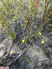 Aspalathus retroflexa