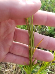 Asclepias verticillata