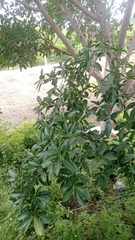 Ficus insipida
