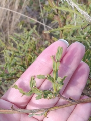 Genista tridentata