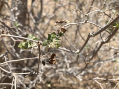 Euphorbia tomentulosa