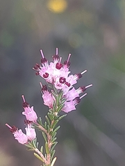Erica opulenta