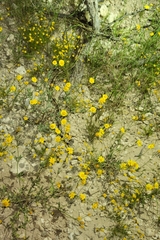 Bogertophis subocularis subocularis