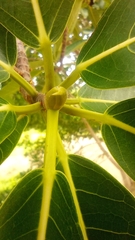 Ficus insipida
