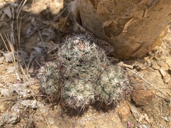 Mammillaria schumannii