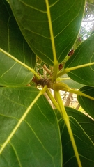 Ficus insipida