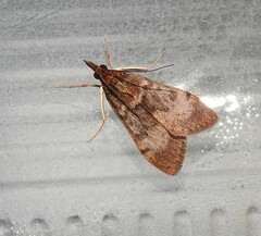 Uresiphita