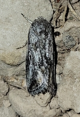 Aleptina junctimacula