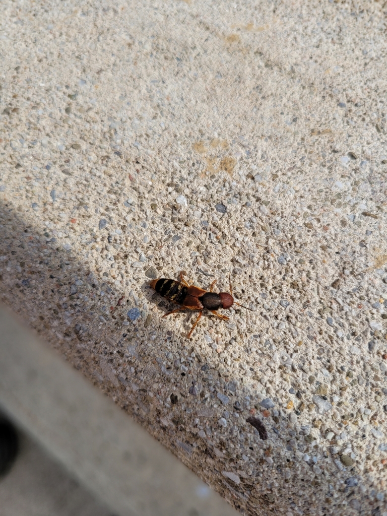 Immaculate Rove Beetle