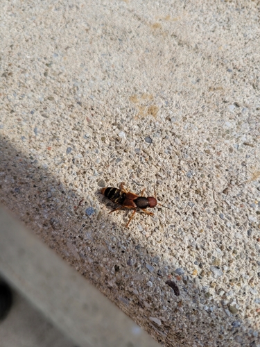Immaculate Rove Beetle
