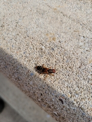 Platydracus immaculatus