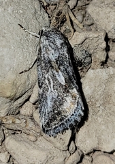 Aleptina junctimacula