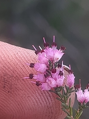 Erica opulenta
