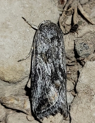 Aleptina junctimacula