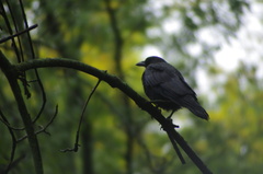 Corvus brachyrhynchos