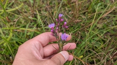 Liatris gracilis