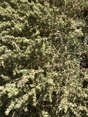 Atriplex leucophylla