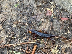 Ensatina eschscholtzii